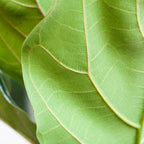 Ficus lyrata (vioolbladplant) in Potter-sierpot pot – Ø21 cm, 80 cm hoog – wit