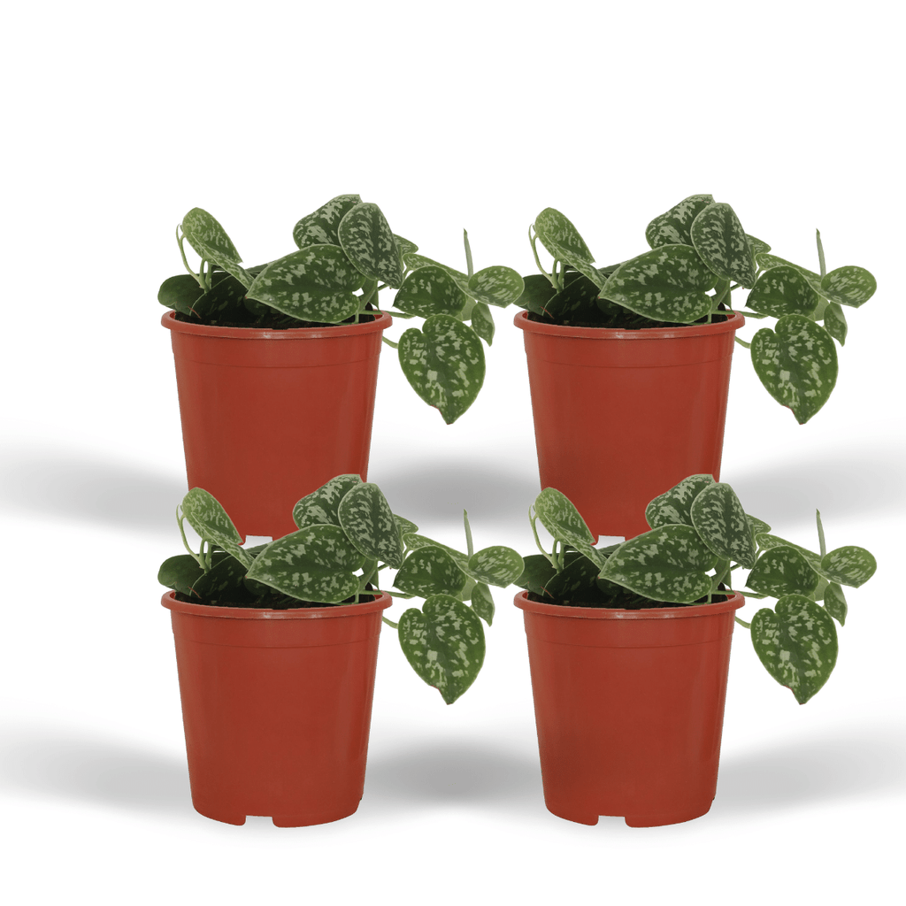 4× Scindapsus pictus – Ø12 cm, 15 cm hoog