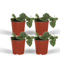 4× Scindapsus pictus – Ø12 cm, 15 cm hoog