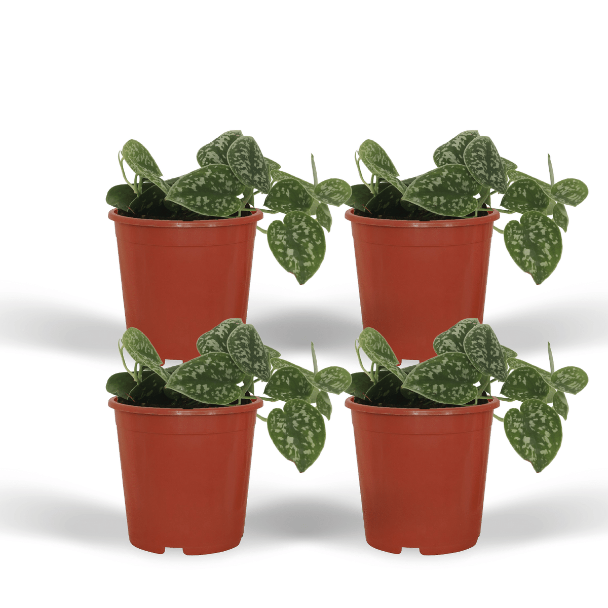 4× Scindapsus pictus – Ø12 cm, 15 cm hoog