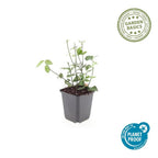Euonymus fort. 'Coloratus' (burning bush) – 24 plants, Ø9 cm, 10–25 cm high