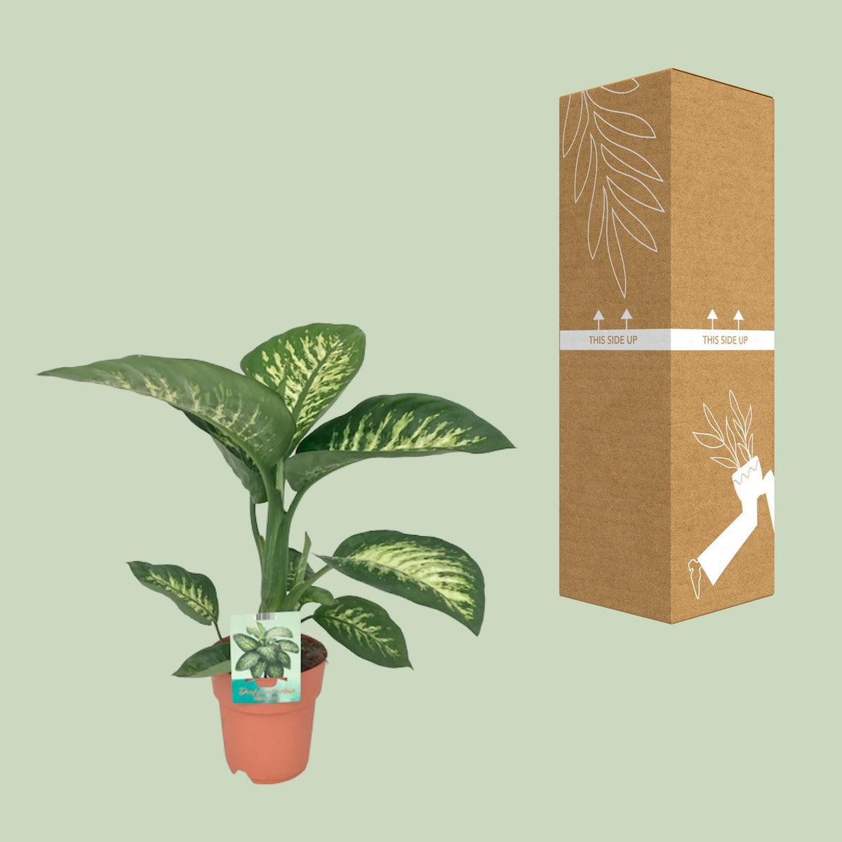 Dieffenbachia Seguine Tropic Snow – Ø19 cm, 70 cm høj