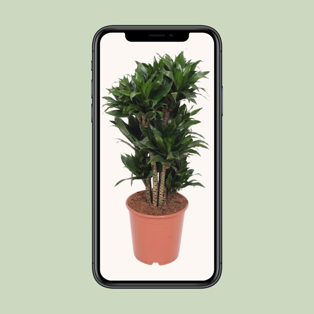 Dracaena Compacta (drakträd) – Ø24 cm, 80 cm hög