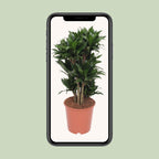 Dracaena Compacta (drakträd) – Ø24 cm, 80 cm hög
