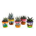 Gasteria/Haworthia mix – Ø6 cm, 13 cm hoog