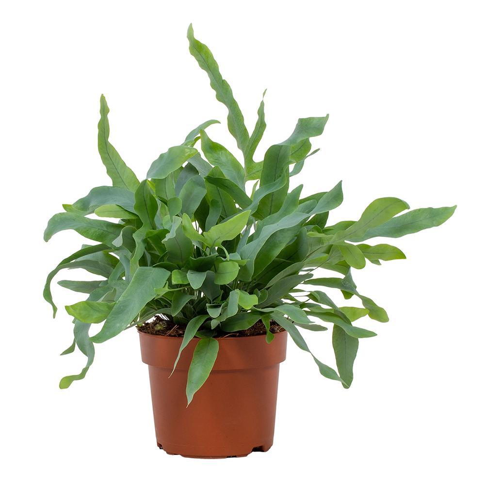 Phlebodium Blue Star (Blaufarn) – Ø 12 cm, 32 cm hoch