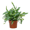 Phlebodium Blue Star (Blaufarn) – Ø 12 cm, 32 cm hoch