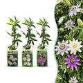 Passiflora 'Tricolour' (passiflore tricolore) – blanc-violet-rose – 6 plantes, Ø9 cm, 35 cm de haut