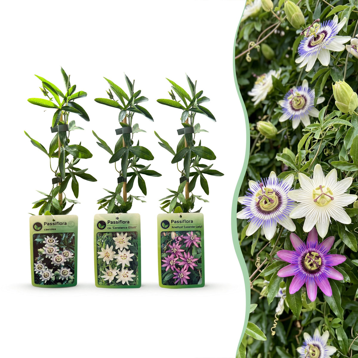 Passiflora 'Tricolour' (passiflore tricolore) – blanc-violet-rose – 6 plantes, Ø9 cm, 35 cm de haut