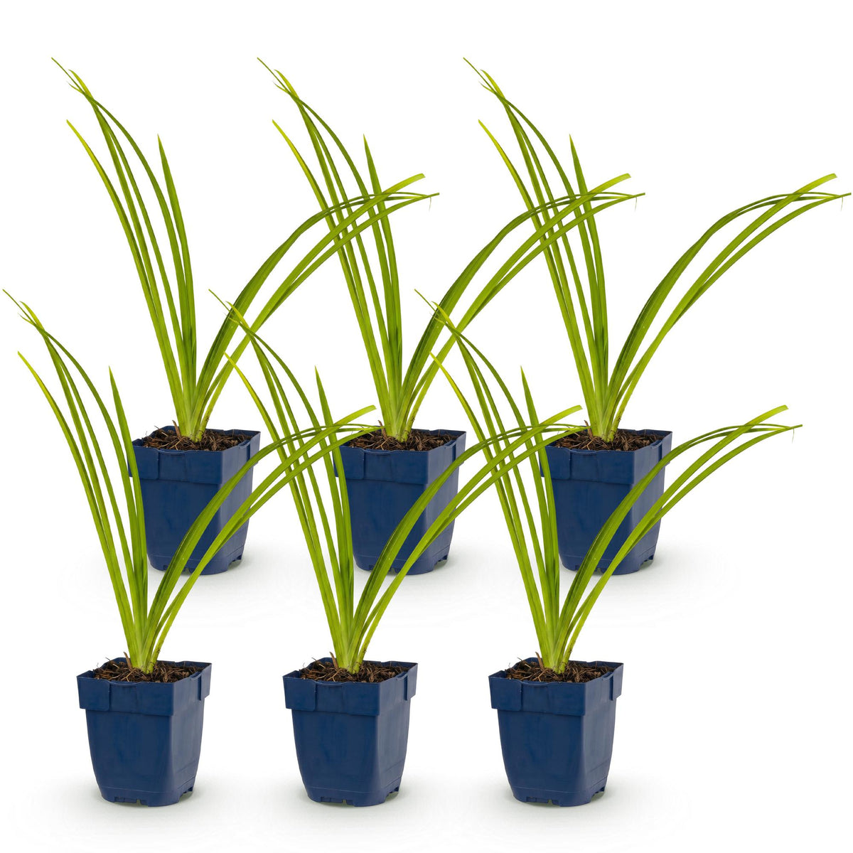 Hemerocallis 'Pink Damask' (daglilje) – rosa – 6 planter, Ø11 cm, 15–25 cm høj – billede 2