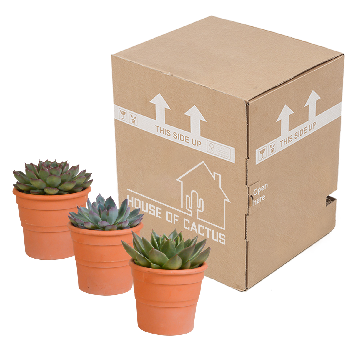 Echeveria mix in terracotta pot – Ø9 cm, 21 cm hoog