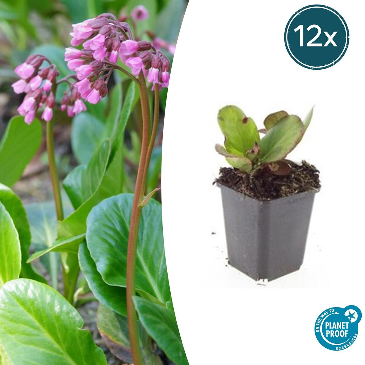 Bergenia cordifolia 'Herbstblüte' (schoenlappersplant) – 12 planten, Ø9 cm, 10–25 cm hoog