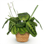Maranta Fascinator Lemon Lime (bedplant) med kurv – Ø12 cm, 25 cm høj