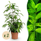 2× Dracaena surculosa (drakenboom) – Ø17 cm, 60–70 cm hoog