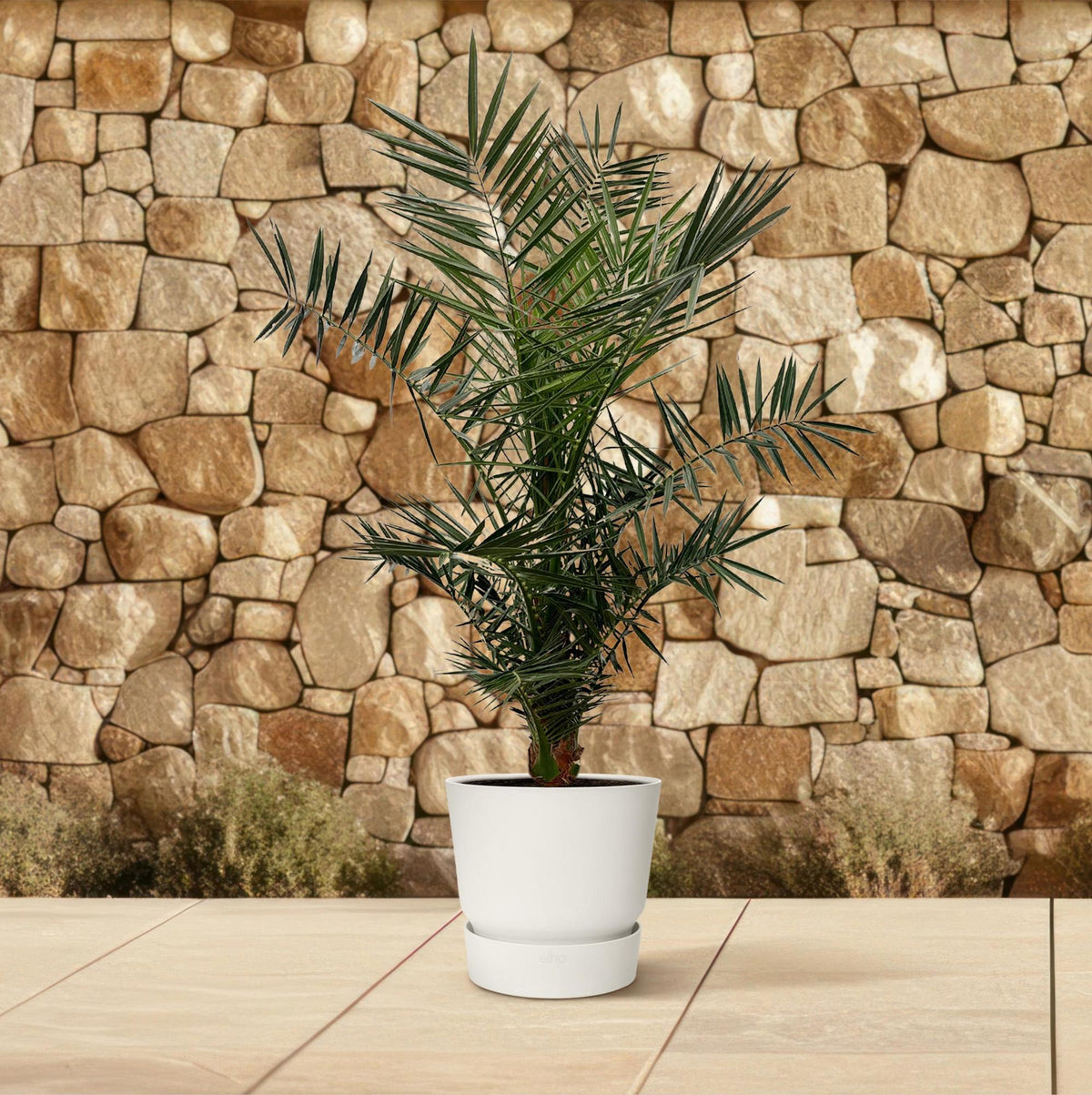 Phoenix 'Canariensis' (date palm) – Ø27 cm, 140 cm high – photo 4