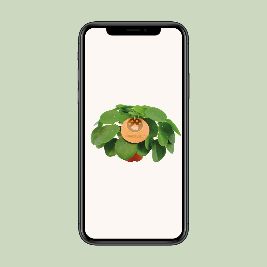 Pilea peperomioides (pannenkoekplant) – Ø15 cm, 30 cm hoog