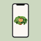 Pilea peperomioides (pannenkoekplant) – Ø15 cm, 30 cm hoog