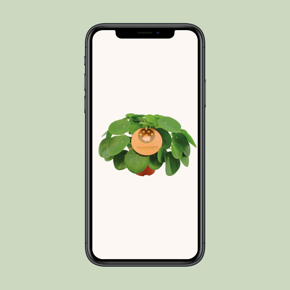 Pilea peperomioides (pannenkoekplant) – Ø15 cm, 30 cm hoog