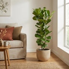 Ficus lyrata busk (fiolinfigen) – Ø27 cm, 150 cm høj