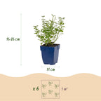 Nepeta faassenii 'Walker’s Low' (Katzenminze) – blau – 3 Pflanzen, Ø 11 cm, 15–25 cm hoch