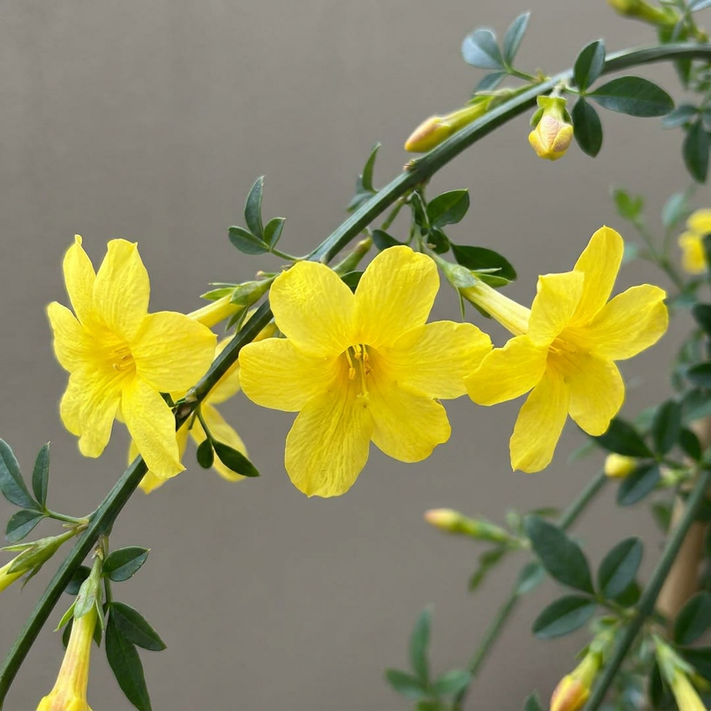 Jasminum nudiflorum (jasmin d'hiver) – jaune – 4 plantes, Ø9 cm, 35 cm de haut – photo 3