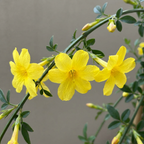 Jasminum nudiflorum (jasmin d'hiver) – jaune – 4 plantes, Ø9 cm, 35 cm de haut