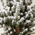 2× Picea glauca Conica (Weihnachtsbäumchen) – Ø17 cm, 65 cm hoch – weiß