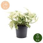 Epipremnum Snow Leopard (scindapsus) – Ø12 cm, 25 cm hoch