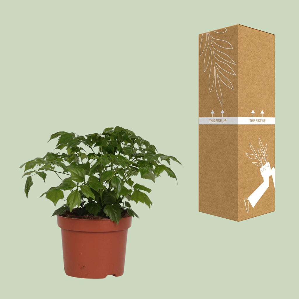 Radermachera Sinica – Ø12 cm, 27 cm hoog