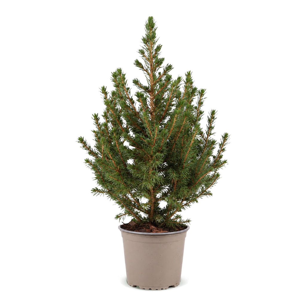 Picea glauca Conica (petit sapin de Noël) – Ø13 cm, 45 cm de haut