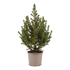 Picea glauca Conica (petit sapin de Noël) – Ø13 cm, 45 cm de haut