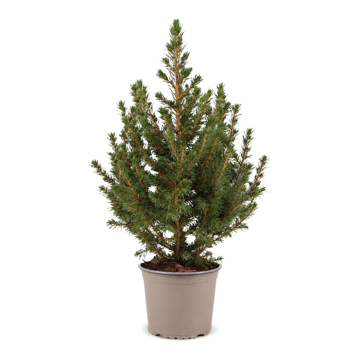 Picea glauca Conica (petit sapin de Noël) – Ø13 cm, 45 cm de haut