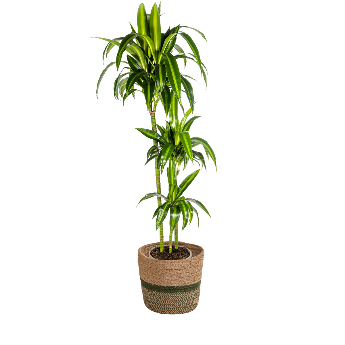 Dracaena Deremensis Hawaiian Sunshine (drakenboom) met mand – Ø24 cm, 130–150 cm hoog