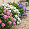 Hydrangea macrophylla 'Tricolour' (hortensia) – rose-blanc-bleu – 3 plantes, Ø17 cm, 30 cm de haut