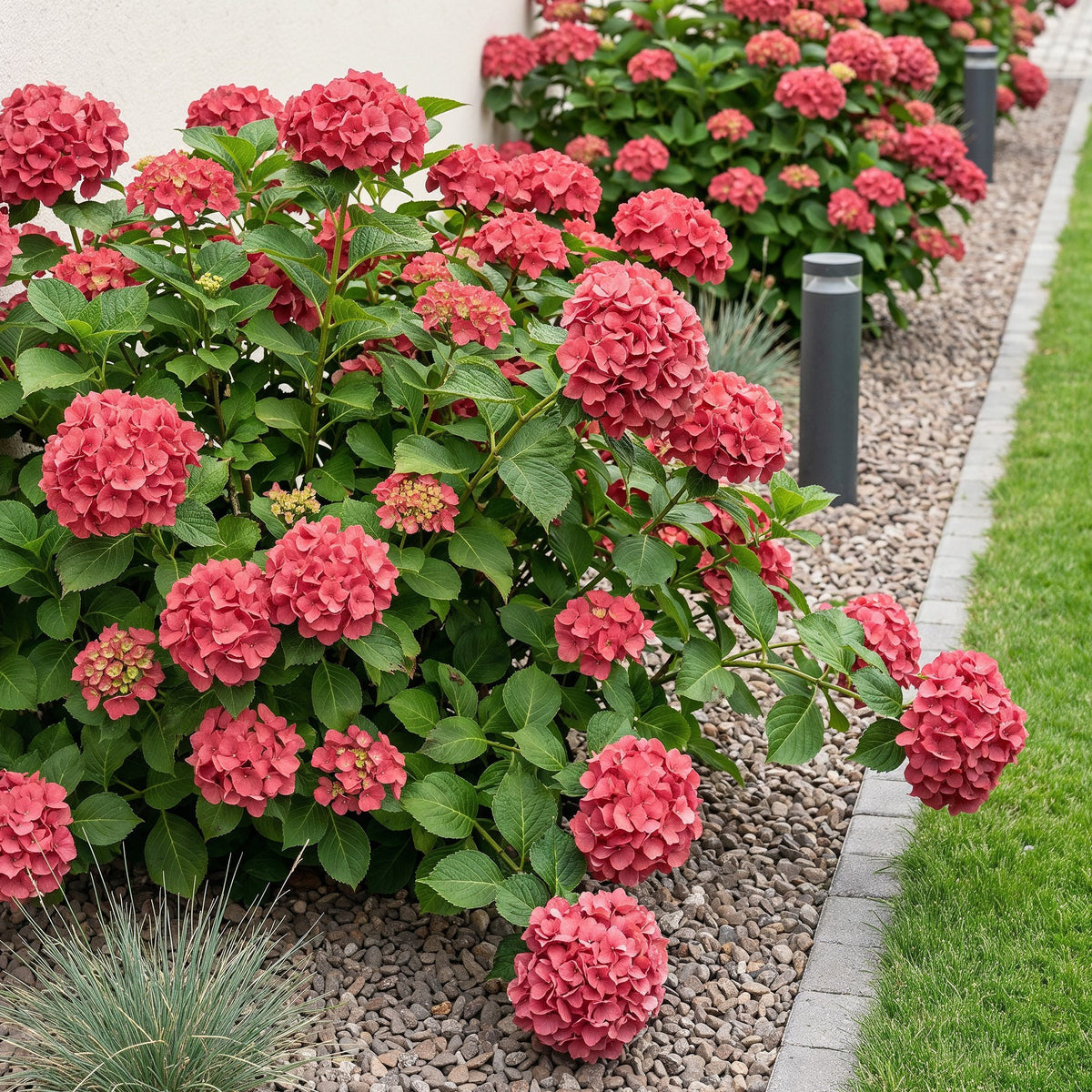 Hydrangea macrophylla (hortensia) – rood – 3 planten, Ø17 cm, 30 cm hoog