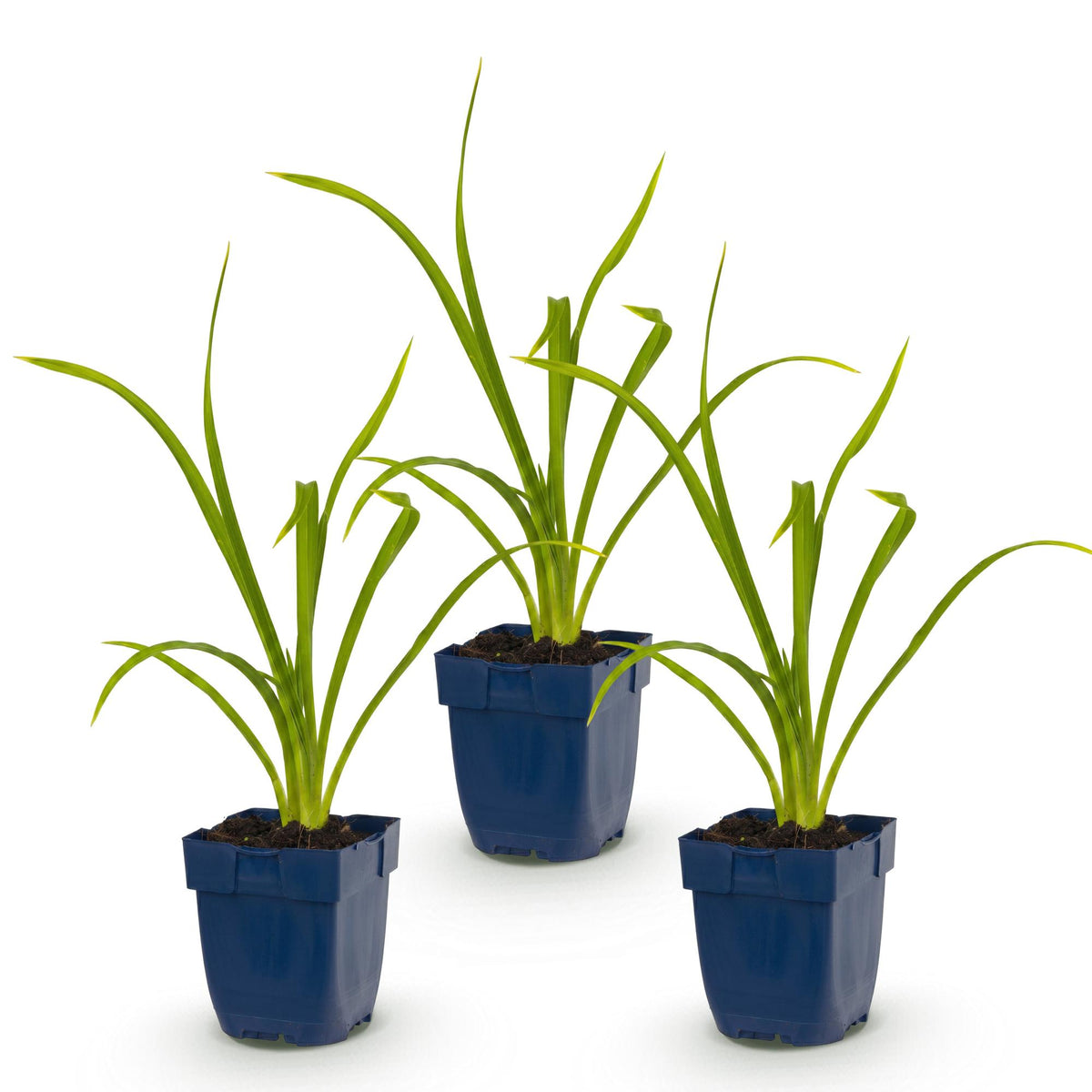 Hemerocallis 'Summer Wine' (daglelie) – paars – 3 planten, Ø11 cm, 15–25 cm hoog