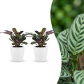 2× Ctenanthe burle-marxii (fiskebensplante) i Potter-pyntepotte hvid – Ø12 cm, 30 cm høj