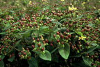 Hypericum inodorum (hjortemønje) – 24 planter, Ø9 cm, 10–25 cm høje