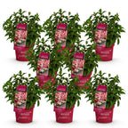 Hydrangea panniculata 'Groundbreaker Ruby' (hortensia paniculé) – rouge – 8 plants, Ø14 cm, 20–25 cm de haut