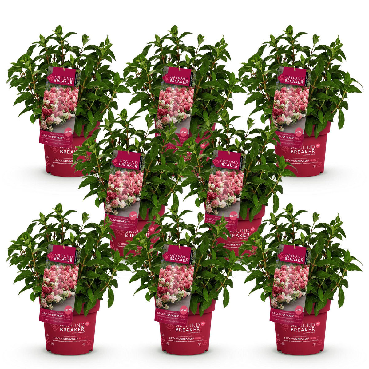 Hydrangea panniculata 'Groundbreaker Ruby' (pluimhortensia) – rood – 8 planten, Ø14 cm, 20–25 cm hoog
