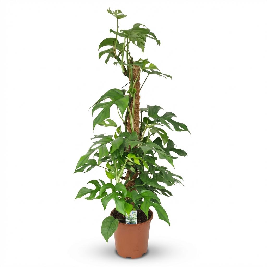 Monstera Minima (mini-monstera) – Ø19 cm, 90 cm høj