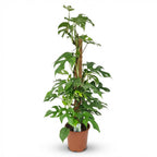 Monstera Minima (mini-monstera) – Ø19 cm, 90 cm høj