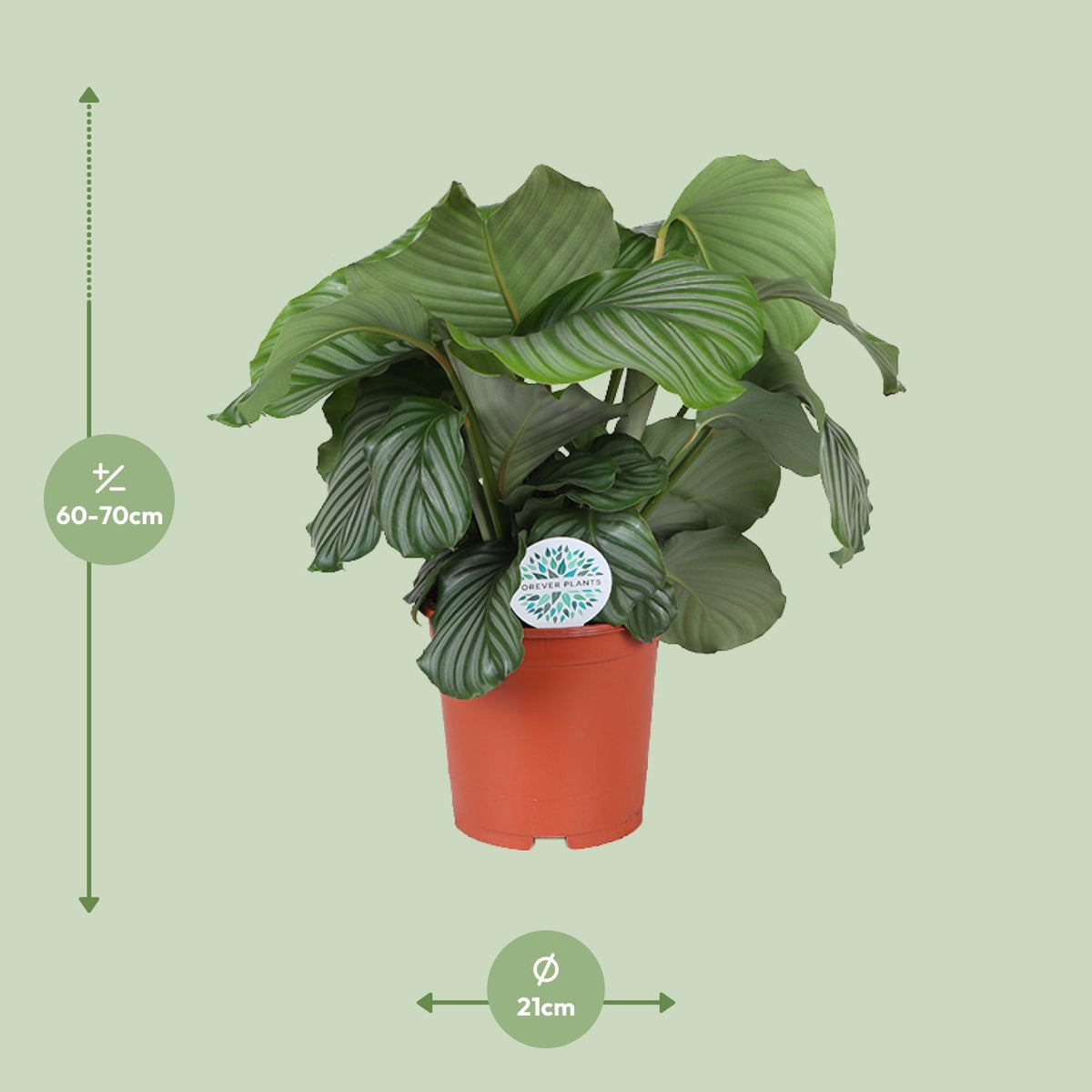 Calathea orbifolia – Ø21 cm, 65 cm høj