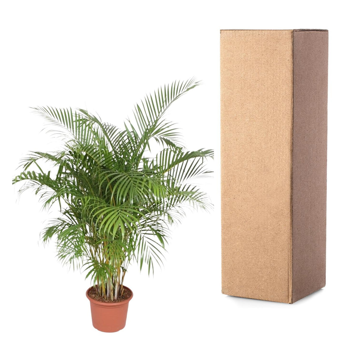 Areca-Palme (Dypsis) – Ø 40 cm, 200 cm hoch