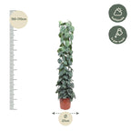 Scindapsus pictus Trebie mesh support – Ø27 cm, 160 cm high