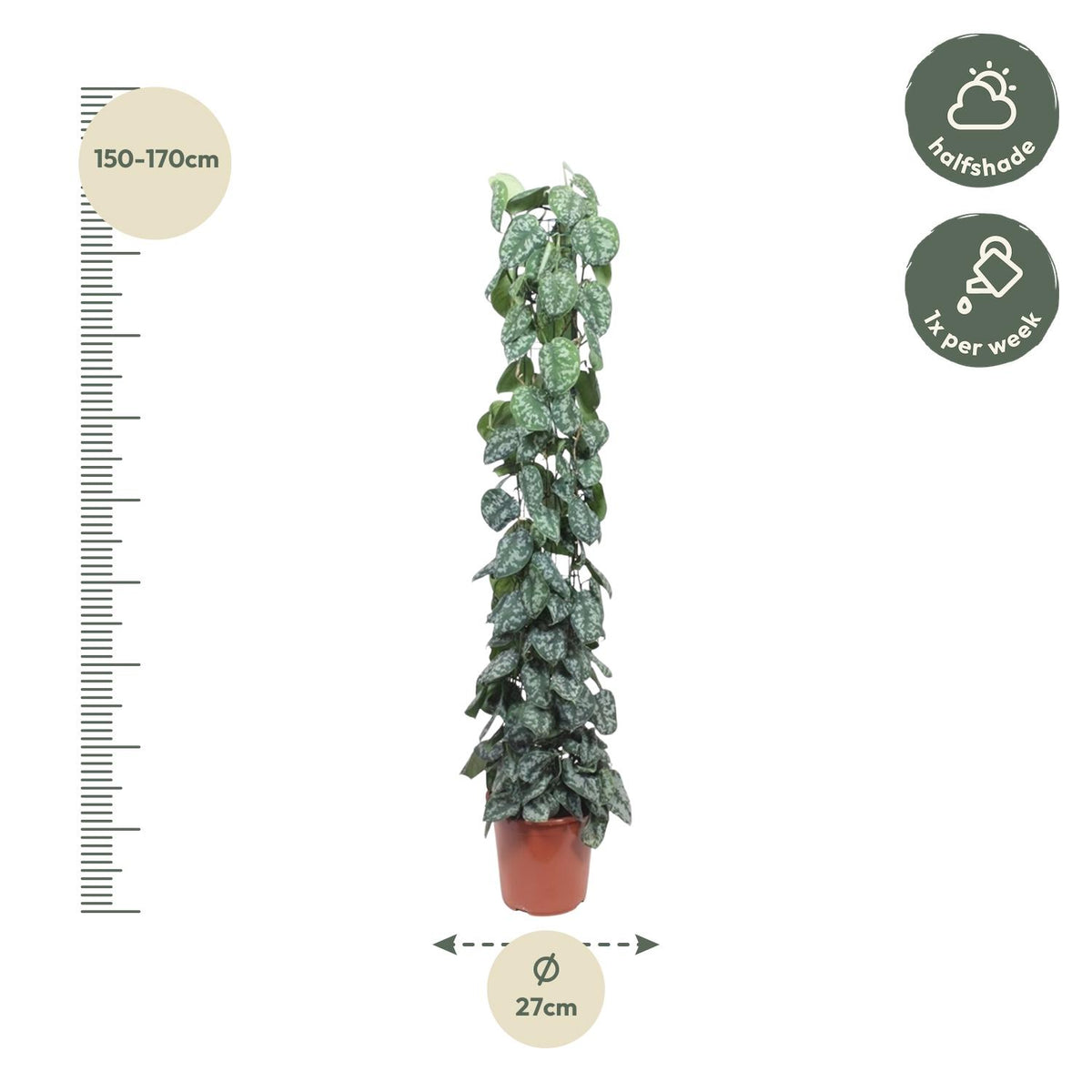 Scindapsus pictus Trebie Gitterregal – Ø 27 cm, 160 cm hoch – Bild 2