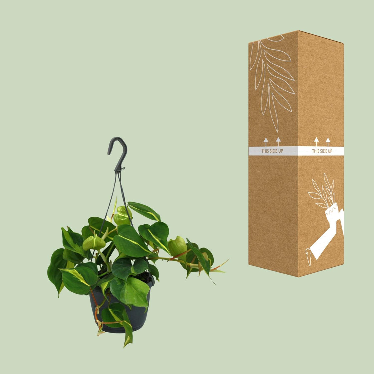Philodendron scandens Brasil – Ø15 cm, 35 cm hoog