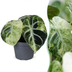 Alocasia Ninja Variegata (elefantøre) – Ø6 cm, 5 cm høj