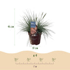 Festuca glauca 'Intense Blue' (fétuque bleue) – 4 plantes, Ø17 cm, 50 cm de haut