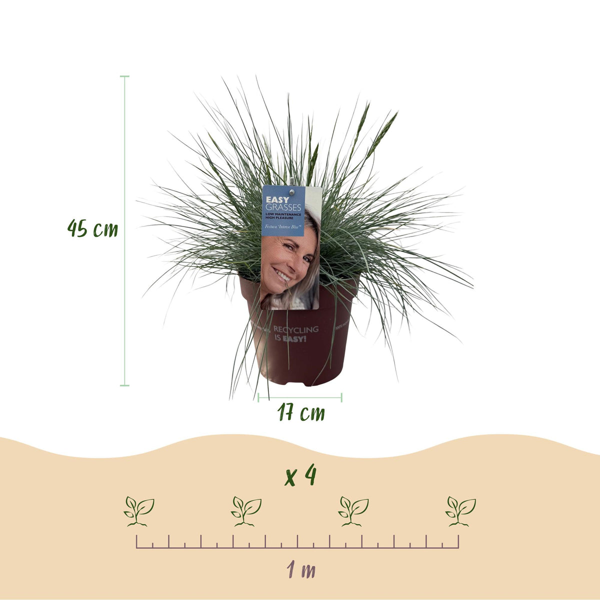 Festuca glauca 'Intense Blue' (fétuque bleue) – 4 plantes, Ø17 cm, 50 cm de haut – photo 3
